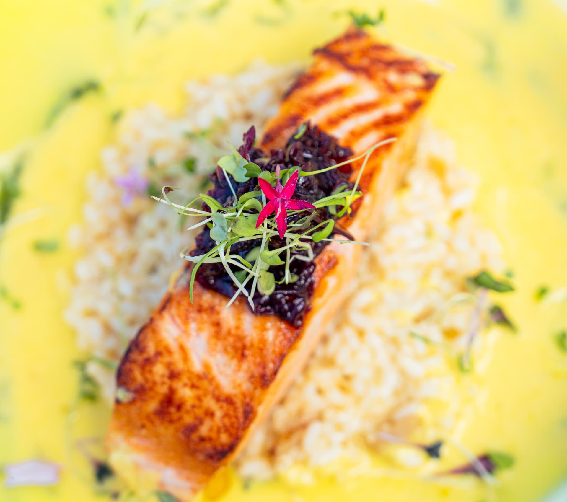 Close-up of grilled salmon with microgreens and an edible flower